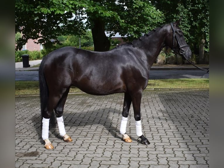 Niemiecki kuc wierzchowy Wałach 3 lat 138 cm Kara in Fredenbeck