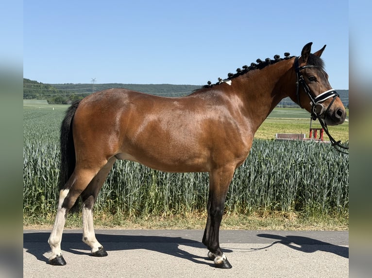 Niemiecki kuc wierzchowy Mix Wałach 3 lat 138 cm Srokata in Riedlingen