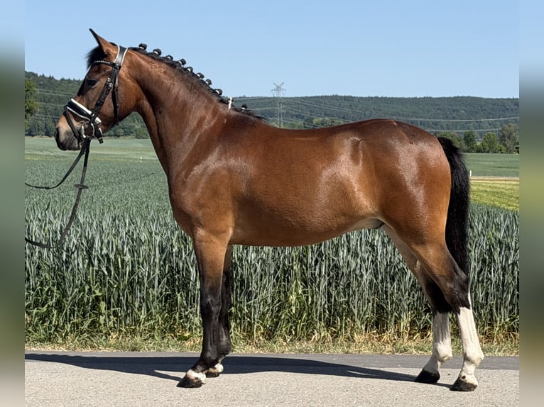 Niemiecki kuc wierzchowy Mix Wałach 3 lat 138 cm Srokata in Riedlingen