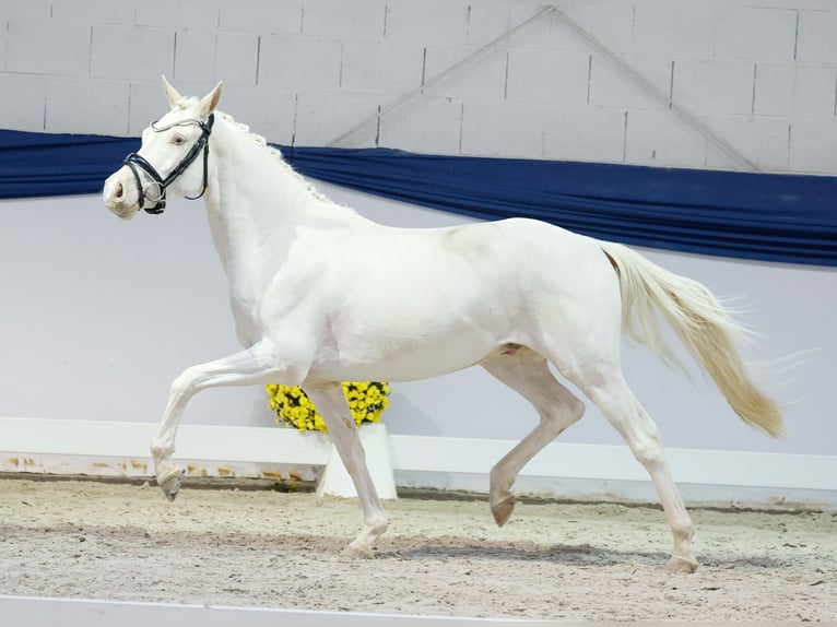 Niemiecki kuc wierzchowy Wałach 3 lat 139 cm Cremello in Marsberg