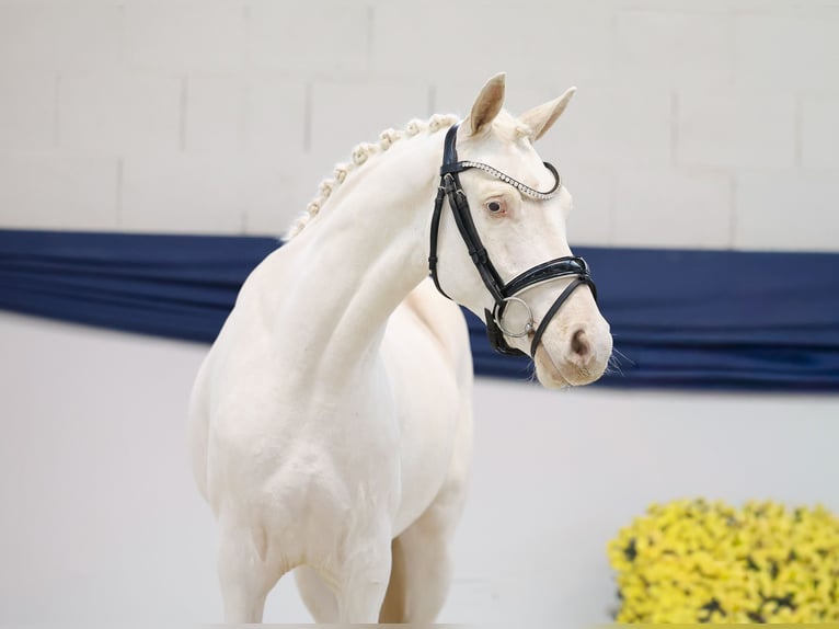 Niemiecki kuc wierzchowy Wałach 3 lat 139 cm Cremello in Marsberg