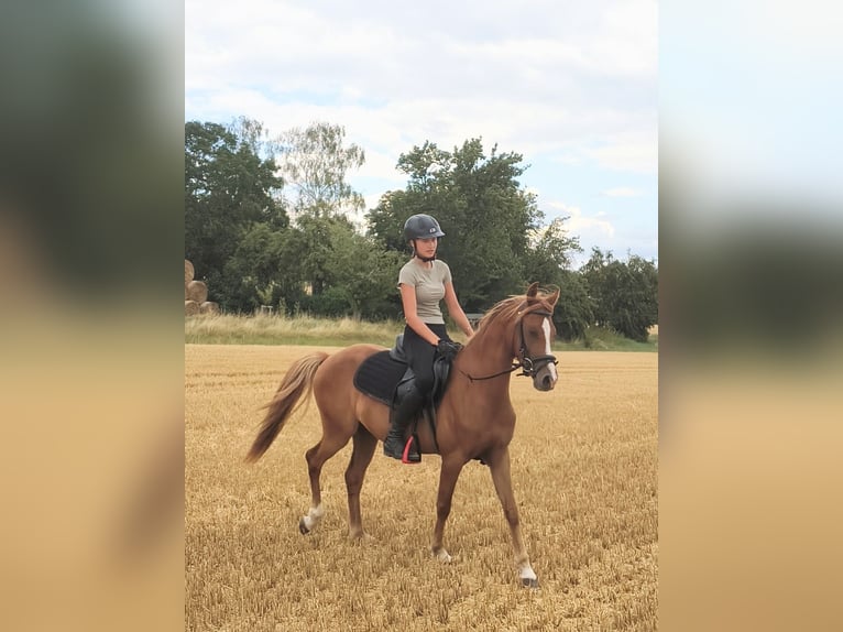 Niemiecki kuc wierzchowy Wałach 3 lat 140 cm Kasztanowata in Kirchworbis
