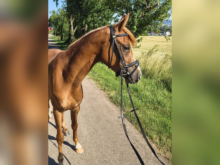 Niemiecki kuc wierzchowy Wałach 3 lat 140 cm Kasztanowata in Kirchworbis