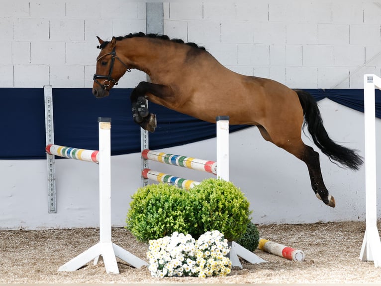 Niemiecki kuc wierzchowy Wałach 3 lat 142 cm Bułana in Marsberg