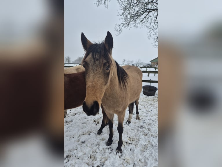 Niemiecki kuc wierzchowy Wałach 3 lat 142 cm Jelenia in Perleberg OT Quitzow