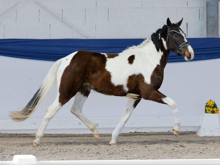 Niemiecki kuc wierzchowy Wałach 3 lat 142 cm Srokata in Marsberg