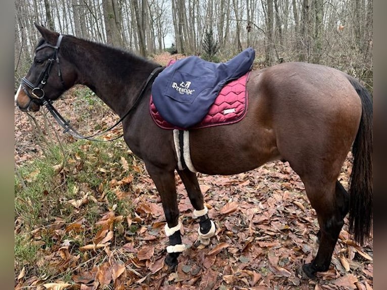 Niemiecki kuc wierzchowy Wałach 3 lat 144 cm Ciemnogniada in Nordhorn