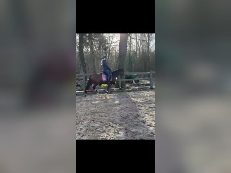 Niemiecki kuc wierzchowy Wałach 3 lat 144 cm Ciemnogniada in Nordhorn