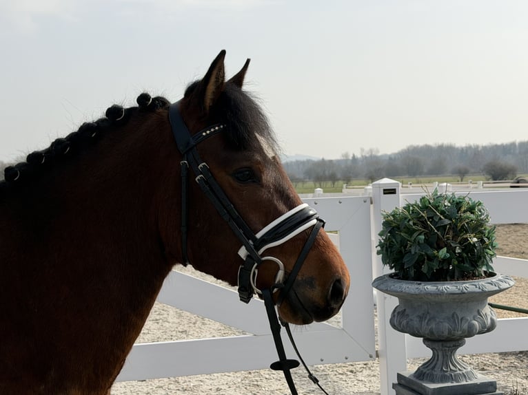 Niemiecki kuc wierzchowy Mix Wałach 3 lat 144 cm Gniada in Riedlingen