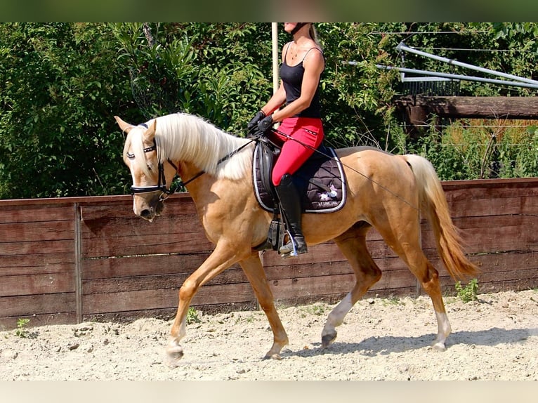 Niemiecki kuc wierzchowy Wałach 3 lat 144 cm Izabelowata in Rees