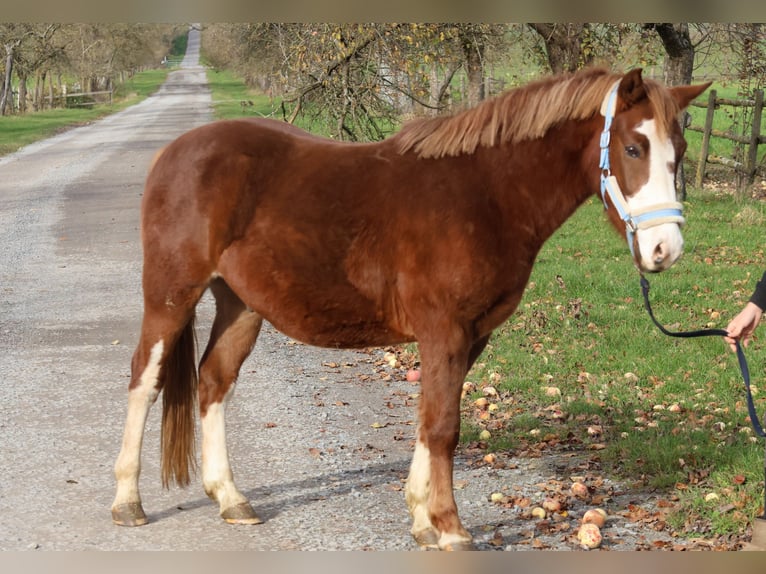 Niemiecki kuc wierzchowy Mix Wałach 3 lat 144 cm Kasztanowata in Buchen (Odenwald)