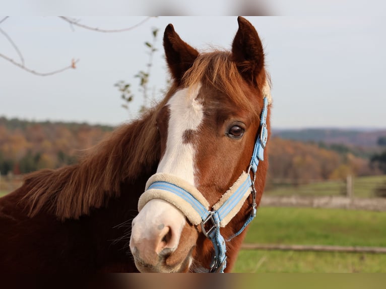 Niemiecki kuc wierzchowy Mix Wałach 3 lat 144 cm Kasztanowata in Buchen (Odenwald)