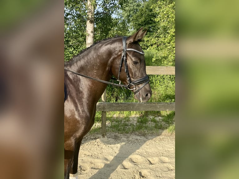 Niemiecki kuc wierzchowy Wałach 3 lat 145 cm Bułana in Hude (Oldenburg)Hude
