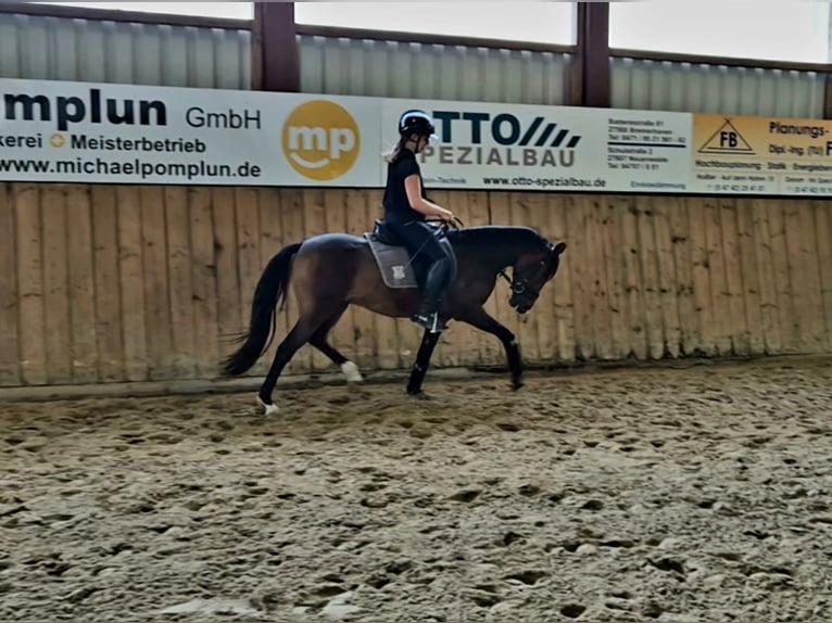 Niemiecki kuc wierzchowy Wałach 3 lat 145 cm Ciemnogniada in Langen