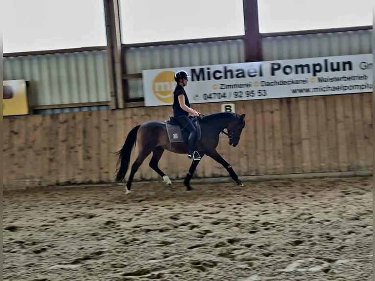 Niemiecki kuc wierzchowy Wałach 3 lat 145 cm Ciemnogniada in Langen