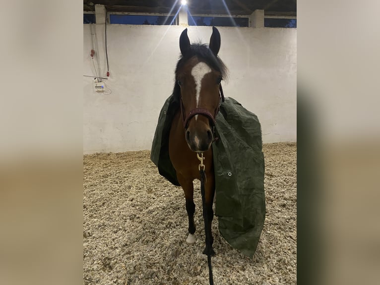 Niemiecki kuc wierzchowy Wałach 3 lat 145 cm Gniada in Neuferchau