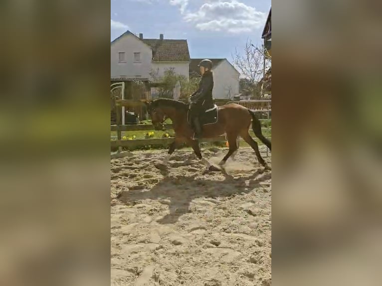 Niemiecki kuc wierzchowy Wałach 3 lat 145 cm Gniada in Reiskirchen