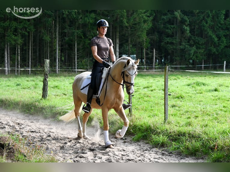 Niemiecki kuc wierzchowy Wałach 3 lat 145 cm Izabelowata in Lentföhrden
