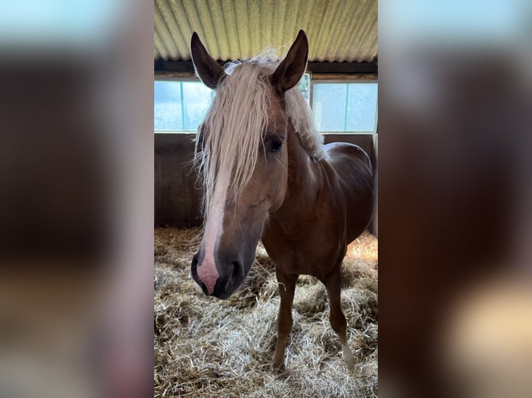 Niemiecki kuc wierzchowy Wałach 3 lat 145 cm Izabelowata in Ahrensburg