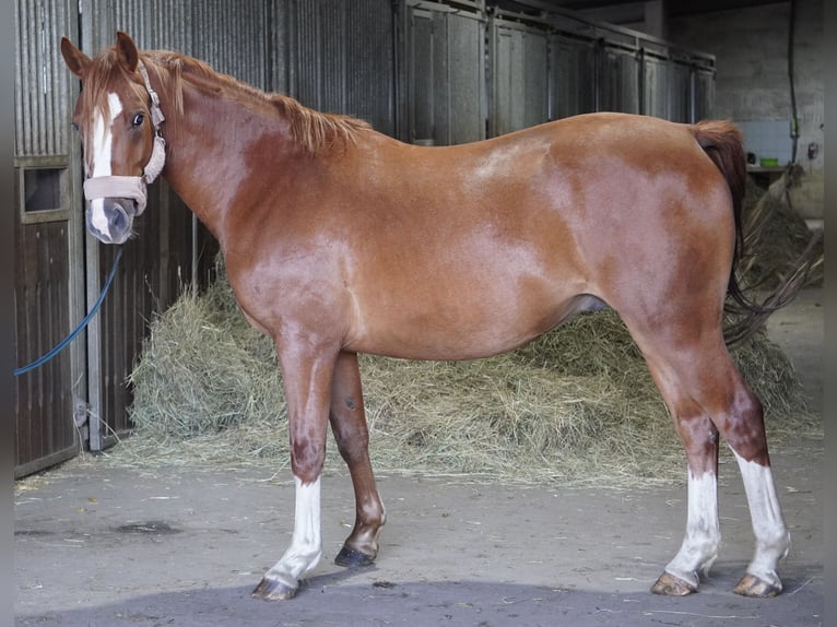 Niemiecki kuc wierzchowy Wałach 3 lat 145 cm Kasztanowata in Treuenbrietzen
