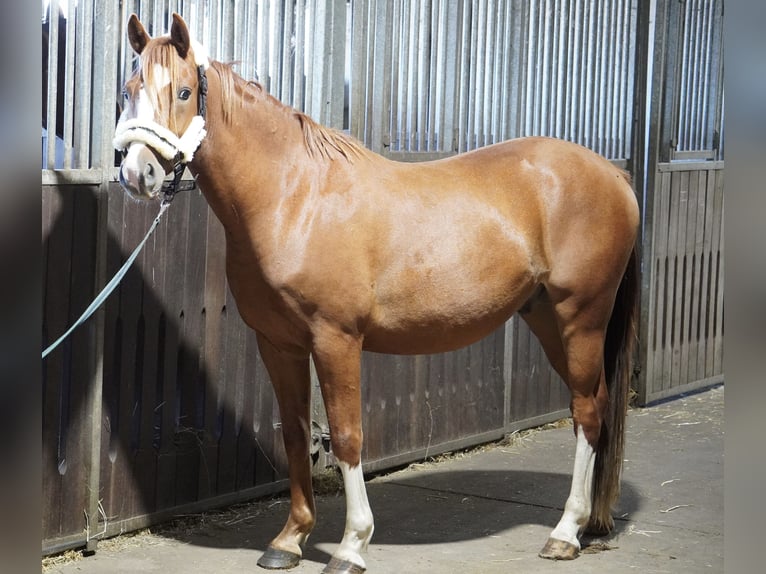 Niemiecki kuc wierzchowy Wałach 3 lat 145 cm Kasztanowata in Treuenbrietzen