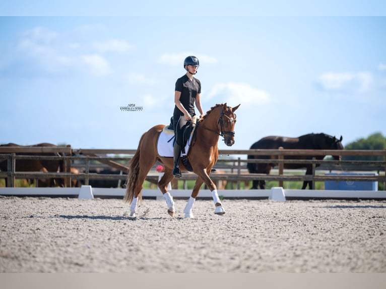Niemiecki kuc wierzchowy Wałach 3 lat 146 cm Ciemnokasztanowata in Heemskerk