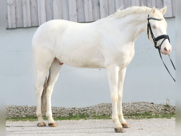 Niemiecki kuc wierzchowy Wałach 3 lat 146 cm Cremello in Wolfsbach
