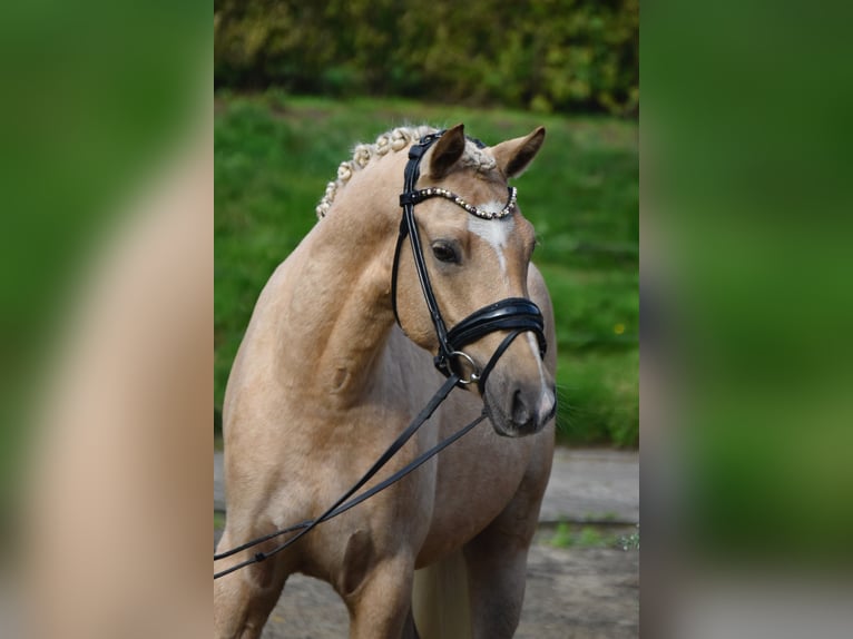 Niemiecki kuc wierzchowy Wałach 3 lat 146 cm Izabelowata in Fürstenau