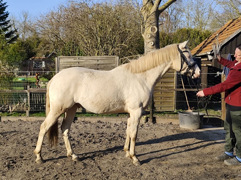 Niemiecki kuc wierzchowy Wałach 3 lat 146 cm Izabelowata in Nordenham