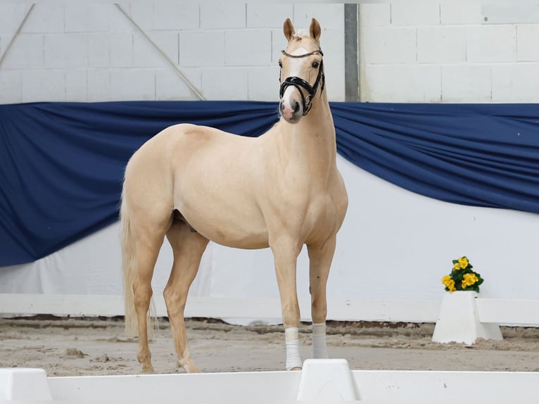 Niemiecki kuc wierzchowy Wałach 3 lat 146 cm Izabelowata in Marsberg