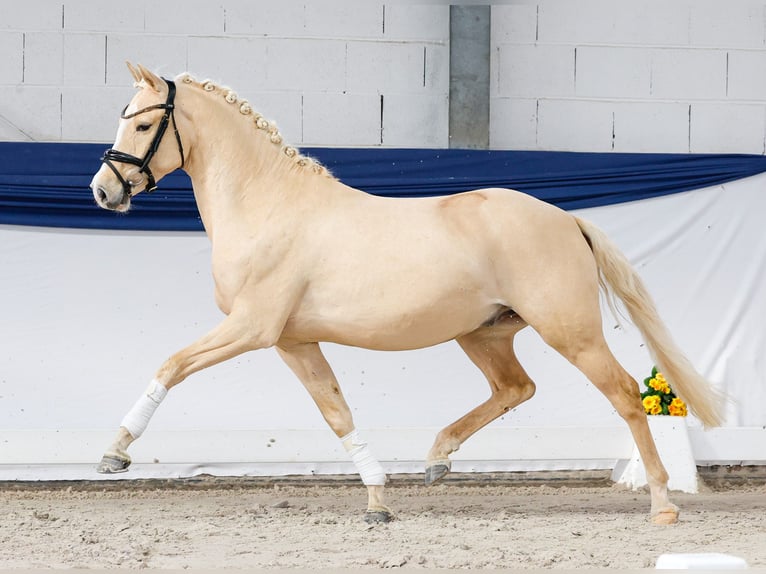 Niemiecki kuc wierzchowy Wałach 3 lat 146 cm Izabelowata in Marsberg