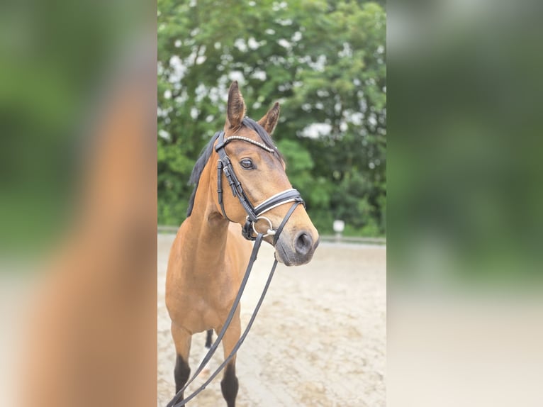 Niemiecki kuc wierzchowy Wałach 3 lat 146 cm Jelenia in Ottersberg