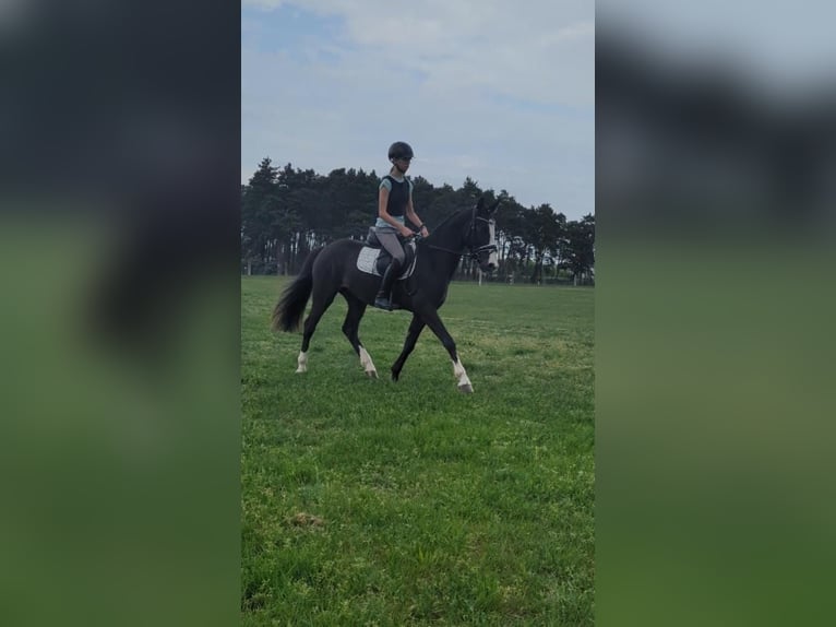 Niemiecki kuc wierzchowy Wałach 3 lat 146 cm Kara in Flechtingen