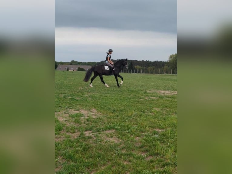 Niemiecki kuc wierzchowy Wałach 3 lat 146 cm Kara in Flechtingen