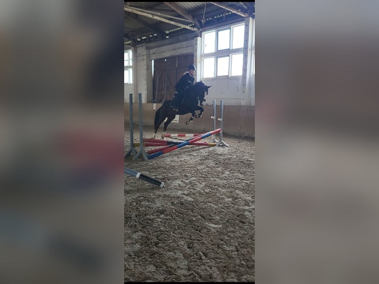 Niemiecki kuc wierzchowy Wałach 3 lat 146 cm Kara in Flechtingen