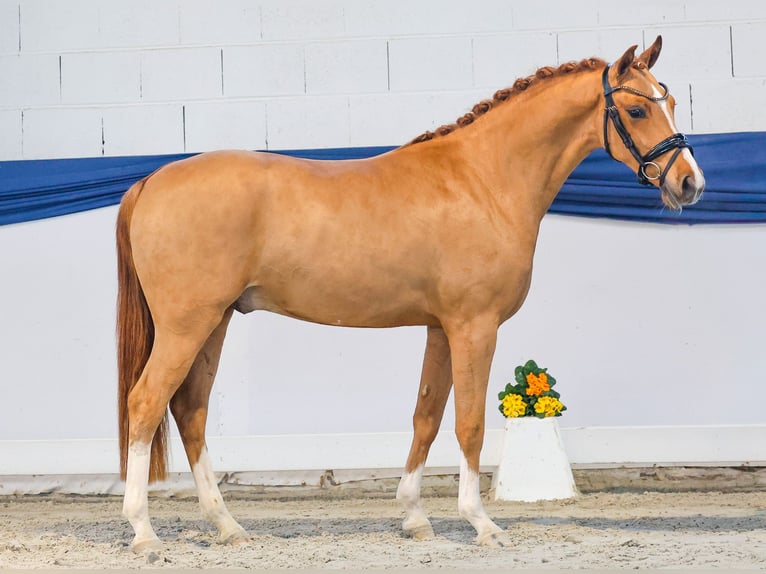 Niemiecki kuc wierzchowy Wałach 3 lat 146 cm Kasztanowata in Marsberg