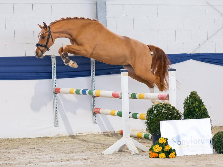 Niemiecki kuc wierzchowy Wałach 3 lat 146 cm Kasztanowata in Marsberg