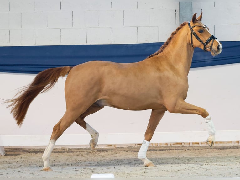 Niemiecki kuc wierzchowy Wałach 3 lat 146 cm Kasztanowata in Marsberg