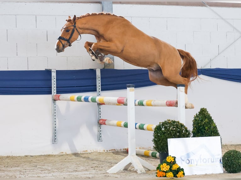 Niemiecki kuc wierzchowy Wałach 3 lat 146 cm Kasztanowata in Marsberg