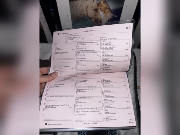 Niemiecki kuc wierzchowy Wałach 3 lat 146 cm Kasztanowata in T&#xF6;nisvorst