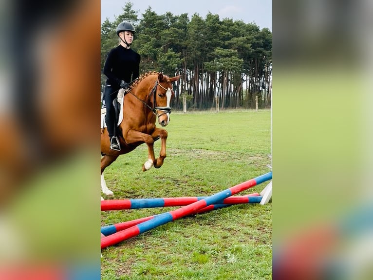 Niemiecki kuc wierzchowy Wałach 3 lat 146 cm Kasztanowata in Flechtingen