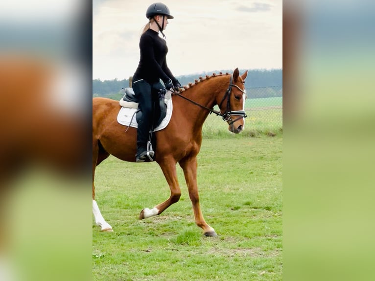 Niemiecki kuc wierzchowy Wałach 3 lat 146 cm Kasztanowata in Flechtingen