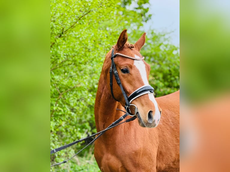 Niemiecki kuc wierzchowy Wałach 3 lat 146 cm Kasztanowata in Flechtingen