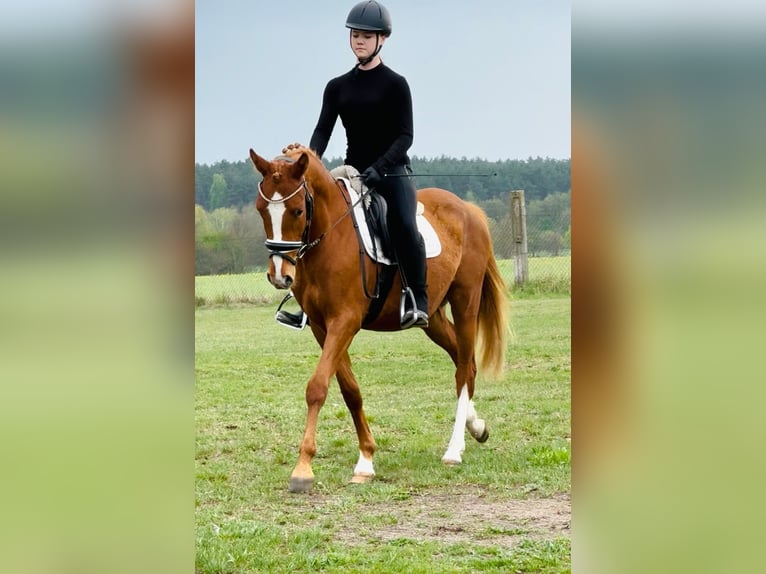 Niemiecki kuc wierzchowy Wałach 3 lat 146 cm Kasztanowata in Flechtingen