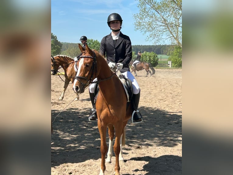 Niemiecki kuc wierzchowy Wałach 3 lat 146 cm Kasztanowata in Flechtingen