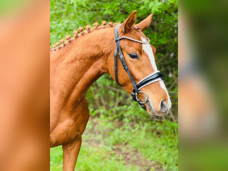 Niemiecki kuc wierzchowy Wałach 3 lat 146 cm Kasztanowata in Flechtingen