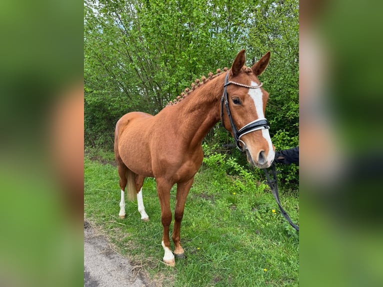 Niemiecki kuc wierzchowy Wałach 3 lat 146 cm Kasztanowata in Flechtingen