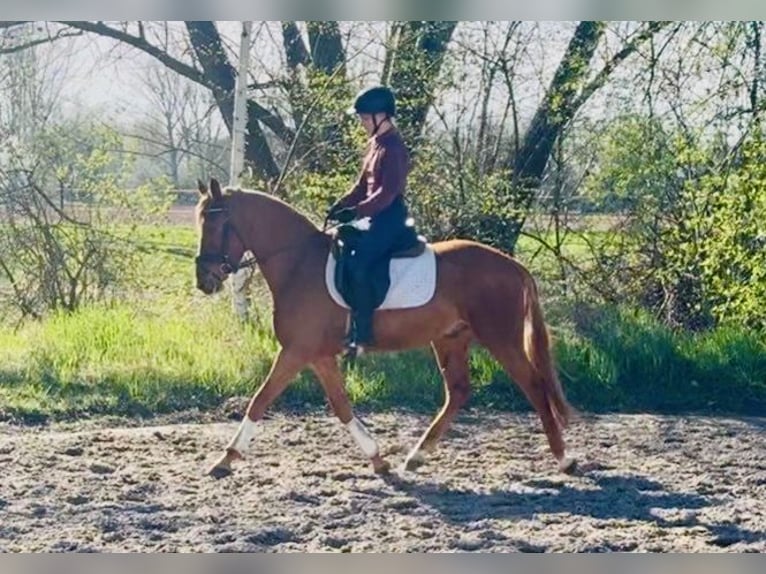 Niemiecki kuc wierzchowy Wałach 3 lat 146 cm Kasztanowata in Nordhausen