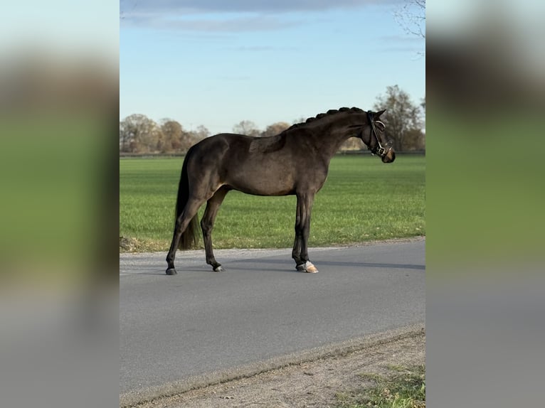 Niemiecki kuc wierzchowy Wałach 3 lat 146 cm Skarogniada in Emlichheim
