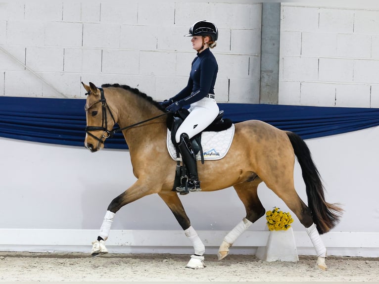 Niemiecki kuc wierzchowy Wałach 3 lat 147 cm Bułana in Marsberg Niemiecki kuc wierzchowy Wałach 3 lat 147 cm Bułana in Marsberg